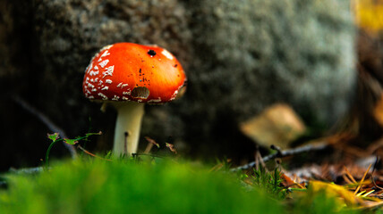 A red and white mushroom is growing in the lush green grass