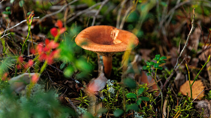A mushroom thrives in a forest, adding to the natural beauty