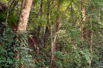 Obraz premium Barron Gorge's rainforest! Discover the mesmerizing undergrowth, teeming with life and lush greenery