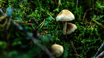 A cluster of mushrooms is sprouting from the mossy forest floor