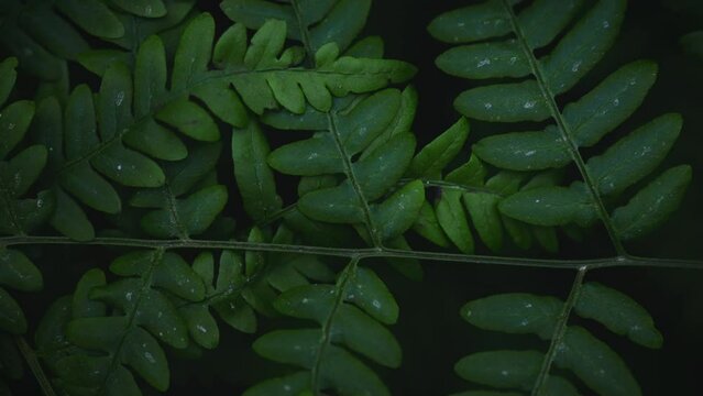 Green forest leaves form the background. The leaves of ferns and grasses in the forest sway gently in the wind. Outdoors, tropical plants highlight the wild nature of exotic plants. Forest plants