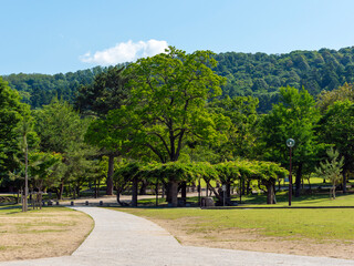 奈良公園浮雲園地の春景色