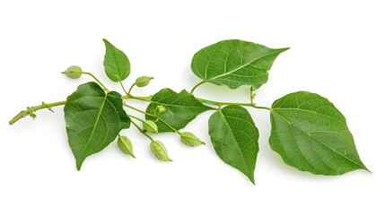 Naklejka premium Bitter bean plant isolated on a white background