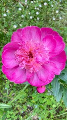 pink  peony rose flower