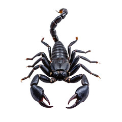 hand drawn scorpion isolated