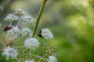 A red ant sitting on a blossom of a wild plant.