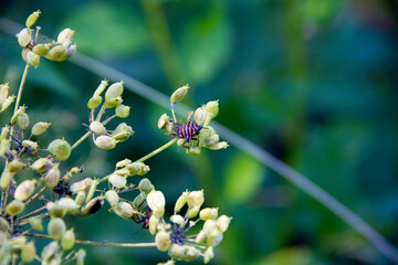 beetle on the flower in nature. macro. selective focus