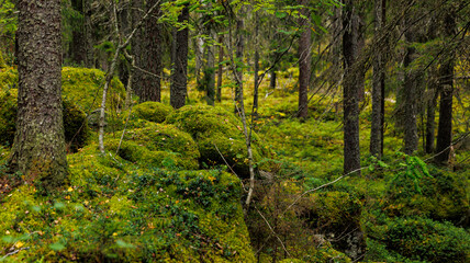 A dense woodland with abundant trees and moss covering the forest floor