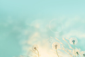 AI Image. Dandelion seed heads and seeds floating in air with copy space
