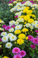 Fresh bright blooming various color chrysanthemums bushes in autumn garden outside in sunny day, flowerbed. Flower background for greeting card, wallpaper, banner, header.