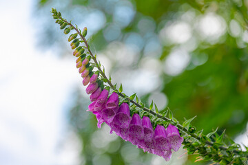 Selective focus of purple pink Digitalis purpurea (Lady's glove) flower with green grass meadow as background, The common foxglove is a species of flowering plant in the plantain family Plantaginaceae