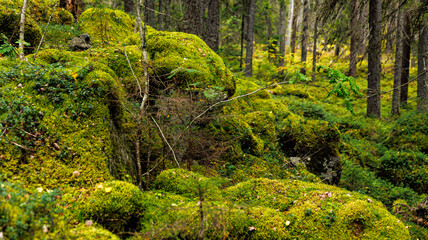 A serene forest abundant in moss and trees beneath a canopy of branches