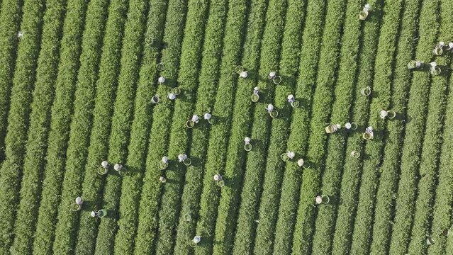Harvesting tea handmade from Bao Loc province, Vietnam - Aerial view 4k resolution