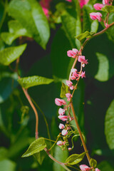 Coral Vine