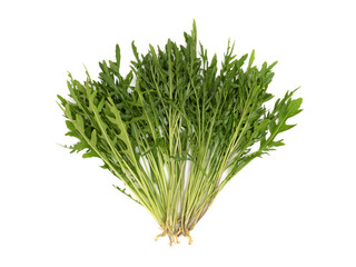 ハーブ　セルバチコ