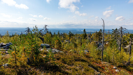 A picturesque landscape of trees against a clear blue sky