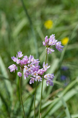 pink flowers, rosy garlic (Allium roseum), inflorescence, Italy, Sardinia