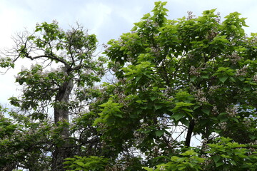 200-Year-Old Catalpa Trees in Virginia