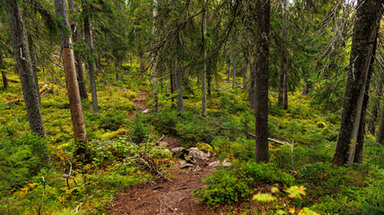 A dirt path winds through a lush, green forest under a canopy of trees