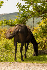 WILD HORSE 