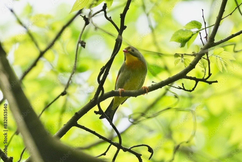 Wall mural red billed leiothrix in a forest