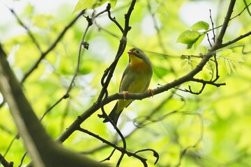 red billed leiothrix in a forest