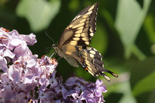 Swallowtail Butterflies in lilac bushes and flying and mating