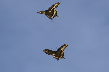Swallowtail Butterflies in lilac bushes and flying and mating