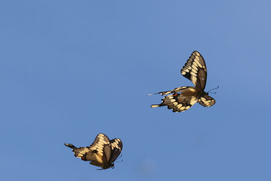 Swallowtail Butterflies in lilac bushes and flying and mating - Powered by Adobe