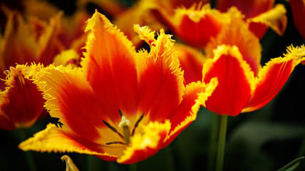 A detailed view of a flower in red and yellow against a dark backdrop