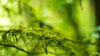 Vibrant Moss-Covered Branch with Soft-Focus Forest Backdrop