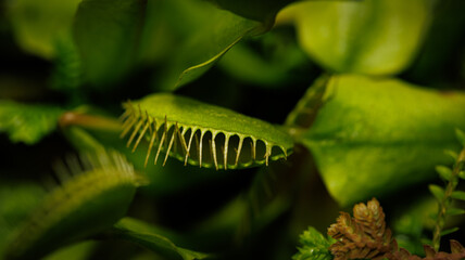A detailed view of a carnivorous plant displaying its open mouth © Victor Kaprov