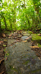 Ancient Rocky Path Through Verdant Forest a Winding Stone Trail Amidst Lush Greenery