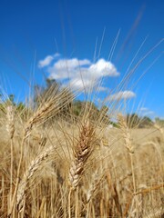 field of wheat