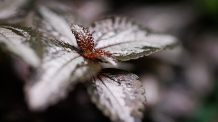 A close up image of a leaf covered in water droplets