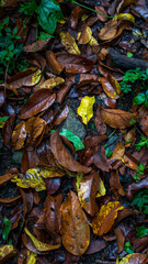 Wet Fallen Leaves Paving Nature’s Path on a Tropical Forest Floor