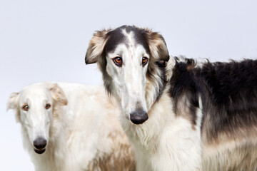 Portrait of two dogs of the Russian greyhound breed, white and black and white, on a blue sky background. Incredibles are beautiful and elegant.
