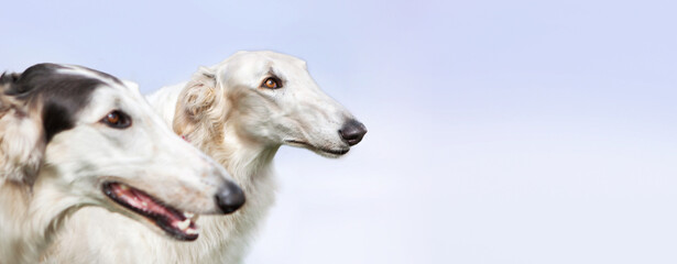 Portrait of two dogs of the Russian greyhound breed, white and black and white, on a blue sky...