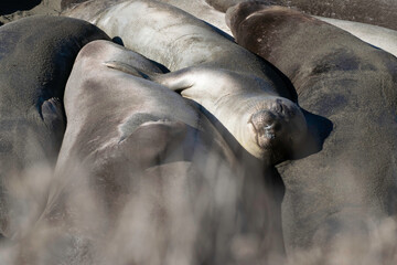 Elephant seals bask in the sun at Cambria, Calif.