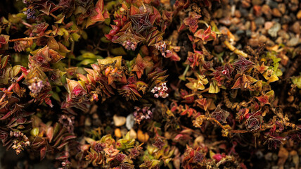 A close up of a plant with numerous leaves and many flowers
