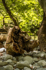 fallen tree in the forest