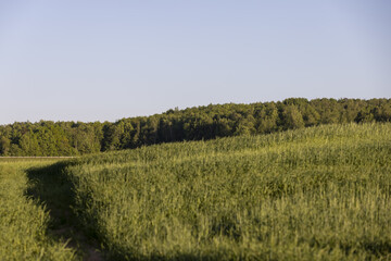 the first spikelets of wheat in windy weather in rural areas