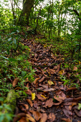 Tranquil Forest Pathway Amid Leaf-Strewn Trail in Lush Green Woods