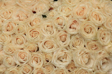 Pale pink wedding roses