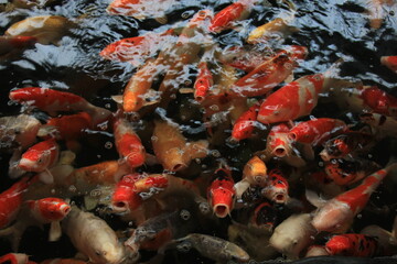 Colorful Koi Carps