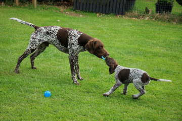 German shorthaired pointers