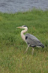 A big grey heron