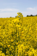 Obraz premium a field with yellow flowering rapeseed