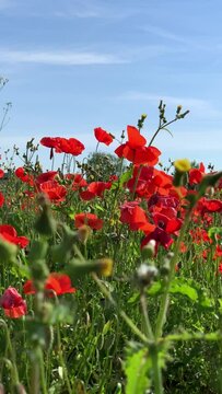 Fioritura stagionale di papaveri rossi nel mese di maggio