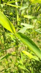 Closeup Of Bamboo Branch With Dew